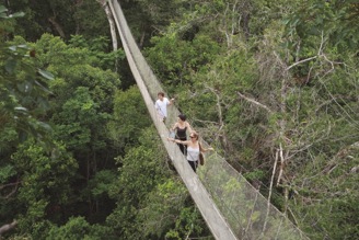 canopy walkway (3) amazon tour