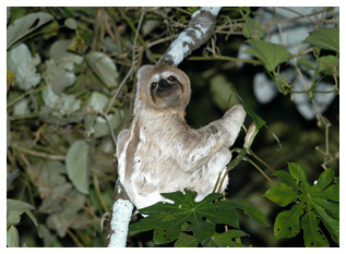 foto-rainforest2 amazon tour