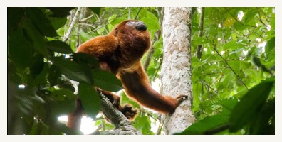 amazon cruise howler monkey