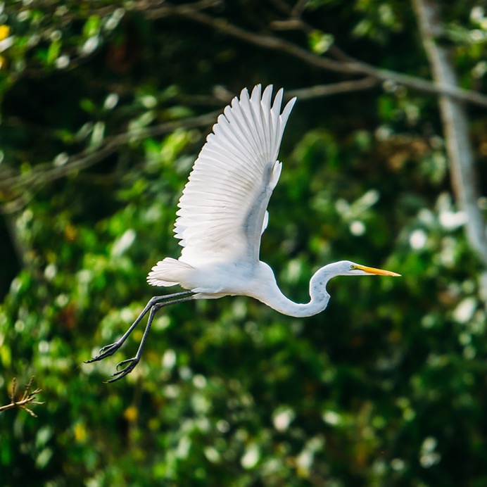 Amazon - Great Egret - 03