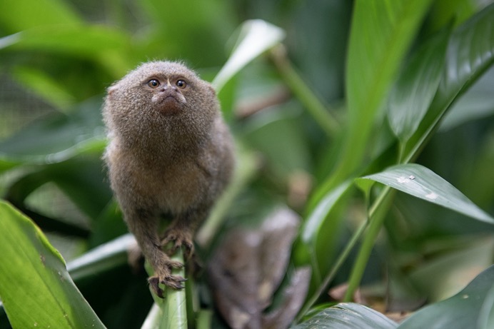 Amazon - Pigmy Marmose