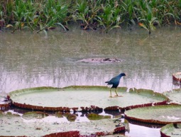Amazon-River-QV-lily