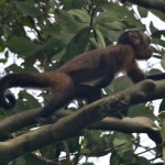 Capuchino-Cara-Negra-Black-Capuchin-Monkey-150x150