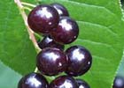 140_food_fruit_capulin