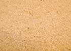 140_food_grain_kiwicha