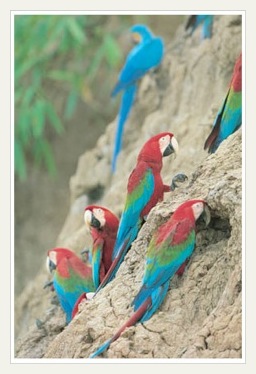 tambopata clay lick