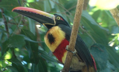 tours in costa rica birding