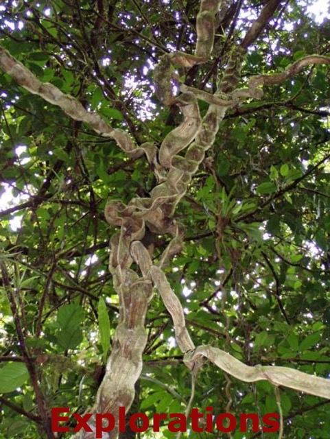 costa_rica_ecotour_pic26_WM