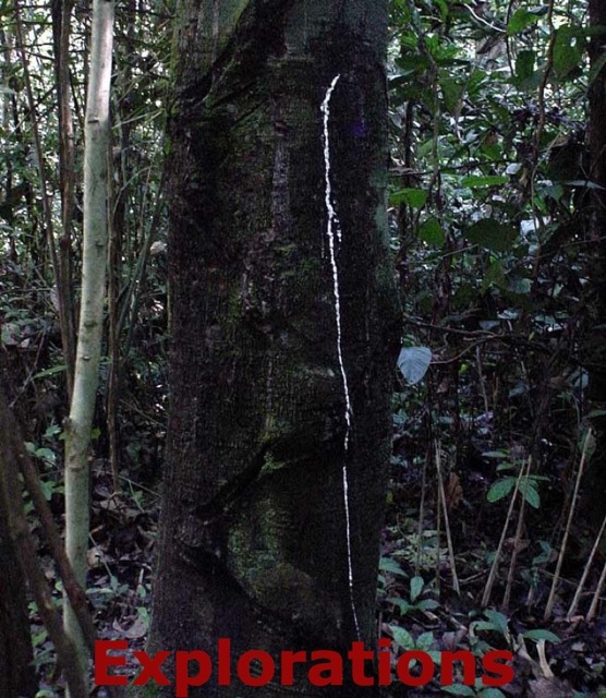 rubber-sap_WM