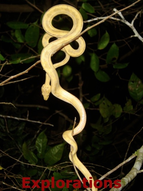 Amazon tree boa_WM
