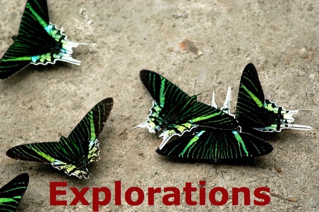 mariposas_WM